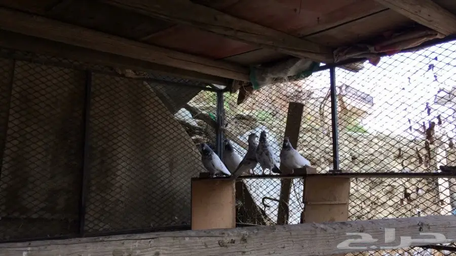 حمام باكستاني 