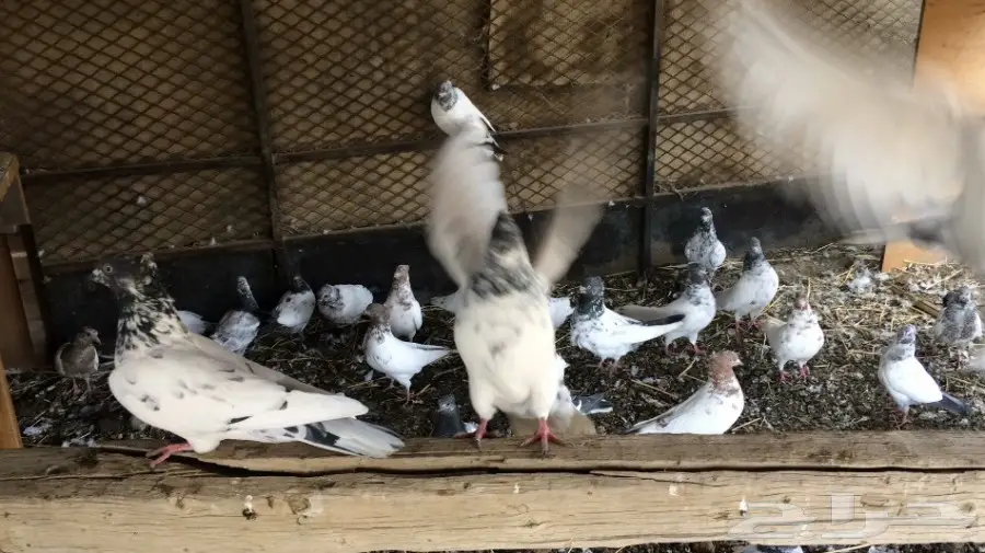 حمام باكستاني  (image 1)