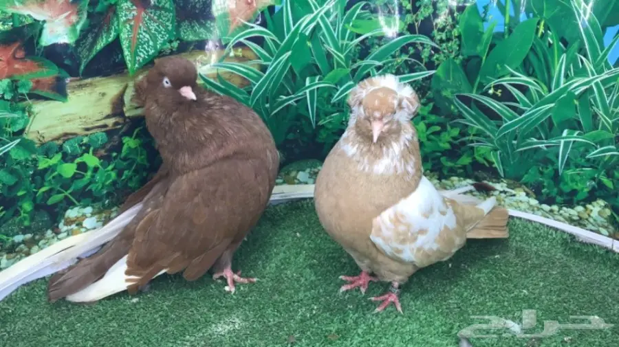 جوز دمستك (image 3)