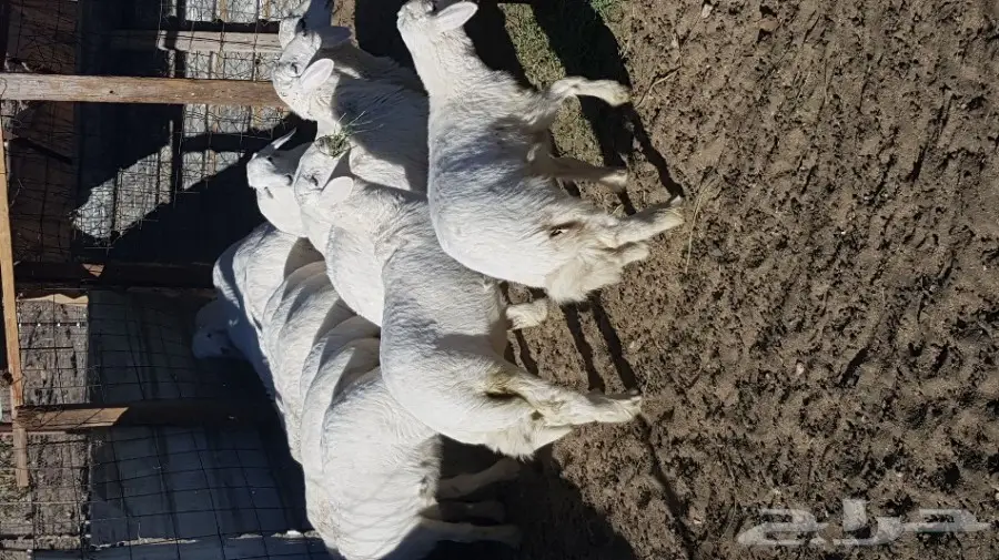 طليان ورخال (image 1)