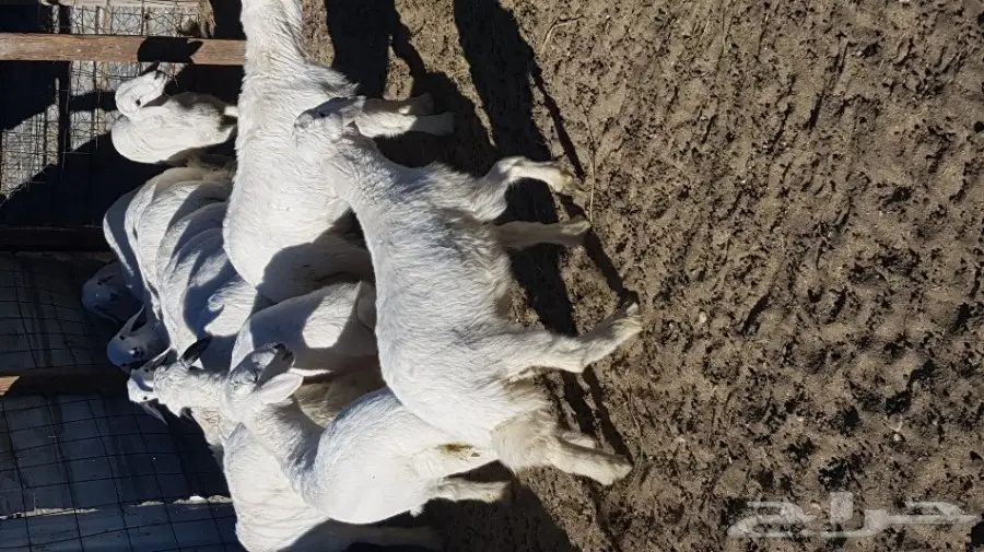 طليان ورخال (image 2)