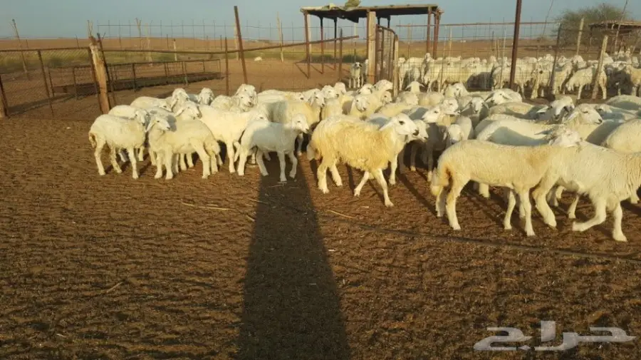 طليان ورخال حريه للبيع الموقع القنفذه