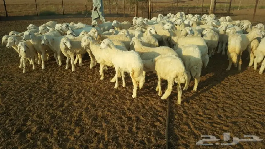 طليان ورخال حريه للبيع الموقع القنفذه (image 2)