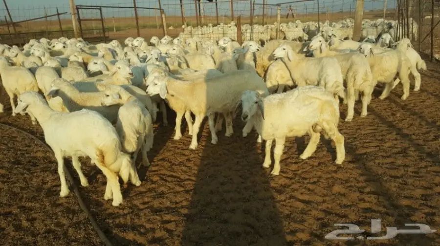 طليان ورخال حريه للبيع الموقع القنفذه (image 3)