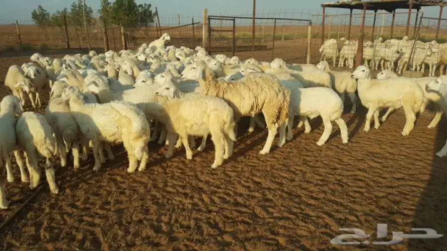 طليان ورخال حريه للبيع الموقع القنفذه (image 4)