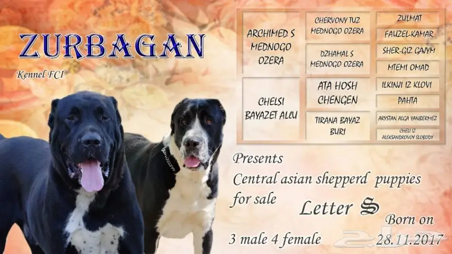 كلب الألباي (image 16)