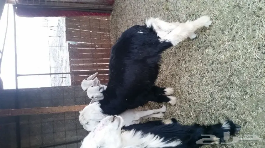 طلي ورخل نجديات للبيع