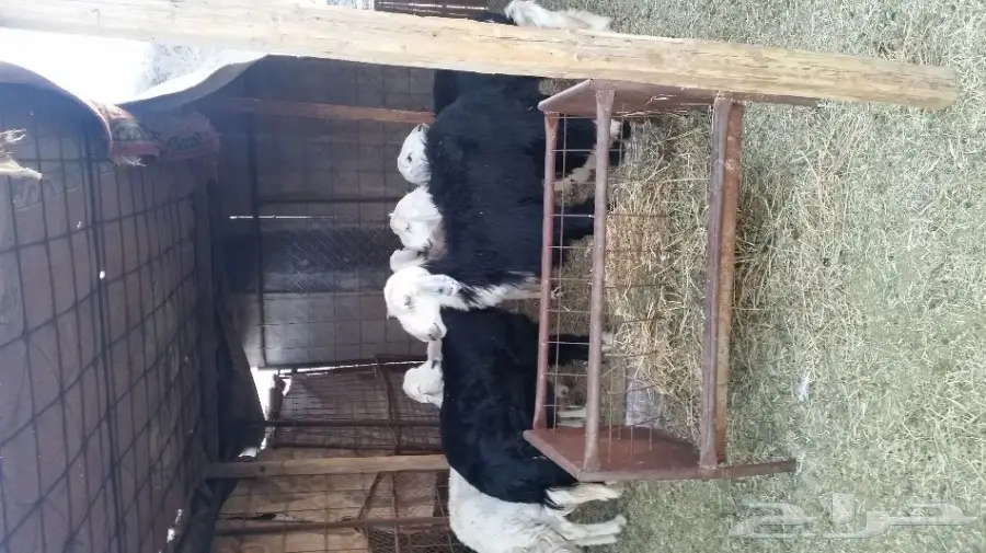 طلي ورخل نجديات للبيع (image 1)