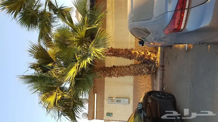 نخل واشنطن اطواله متفاوته