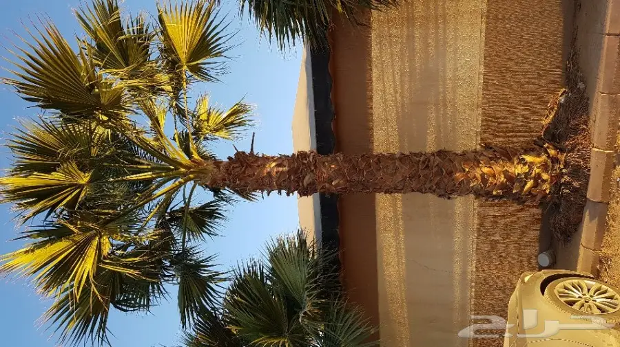 نخل واشنطن اطواله متفاوته (image 1)