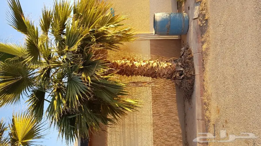 نخل واشنطن اطواله متفاوته (image 2)