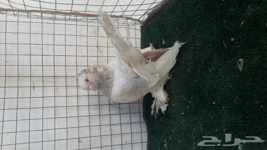 انثتين هزازي وذكور كرنقو (image 5)