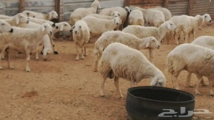 غنم حريات (حبص) جروم وحرش