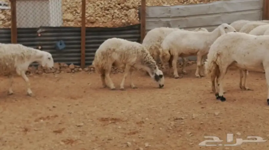 غنم حريات (حبص) جروم وحرش (image 1)