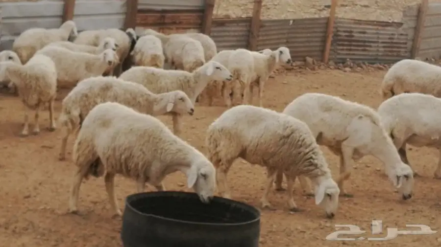 غنم حريات (حبص) جروم وحرش (image 2)