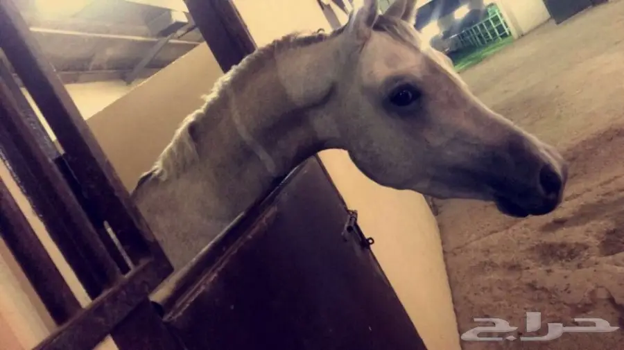 حصان شعبي شيخ ينافس الواهو 