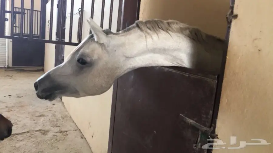 حصان شعبي شيخ ينافس الواهو  (image 2)