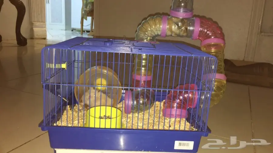  هامستر همتارو للبيع  (image 3)