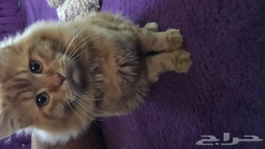 قطه جميلة جدا .. للبيع. اللون. ذهبي 