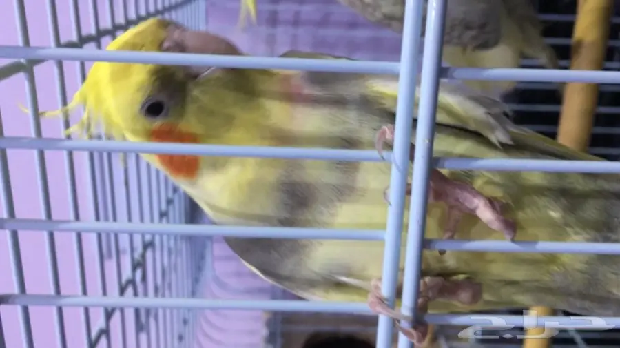 ذكر كروان متكلم للبيع 