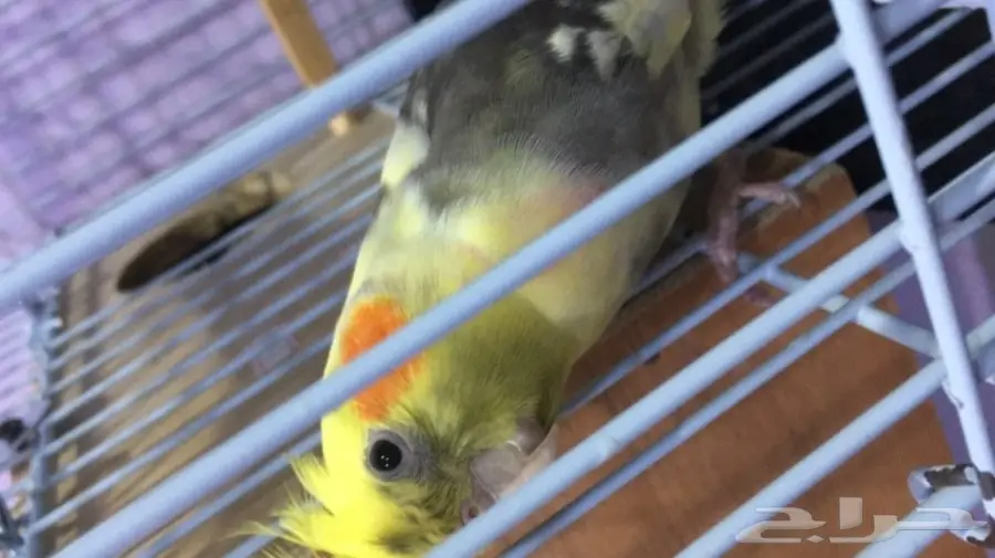 ذكر كروان متكلم للبيع  (image 1)