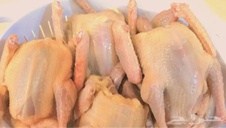 فروخ حمام شحم نذبوحه