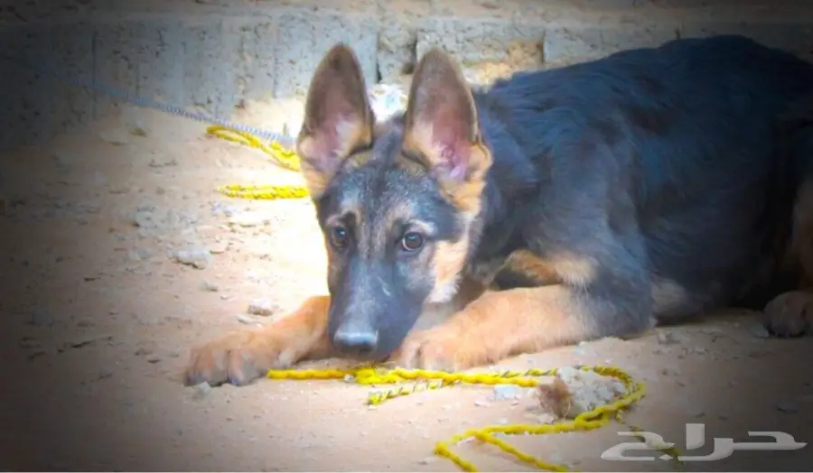 كلب جيرمن جوز بيور  (image 1)