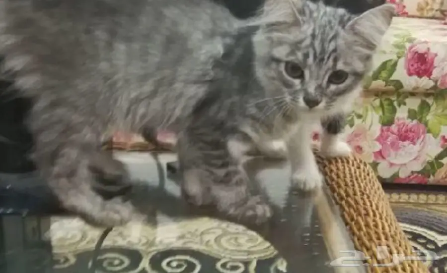 قطه جميله شيرازي للبيع (image 3)