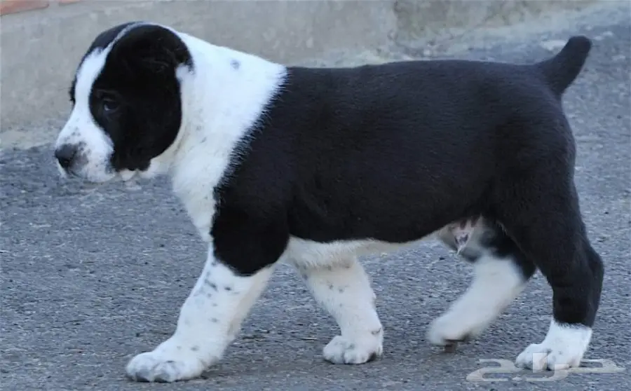 كلب الألباي (image 23)