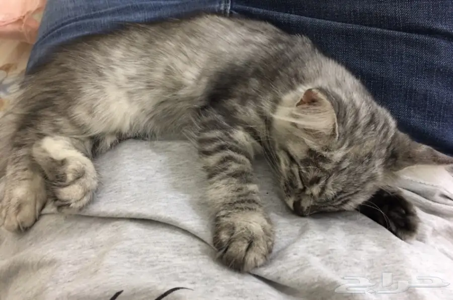 قطه جميله شيرازي  (image 3)