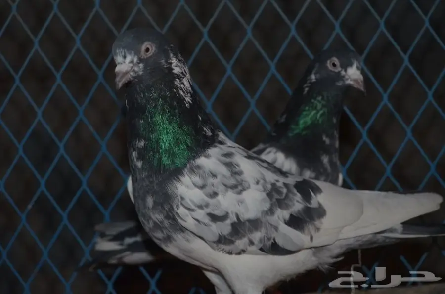 جوز تيدي (image 1)