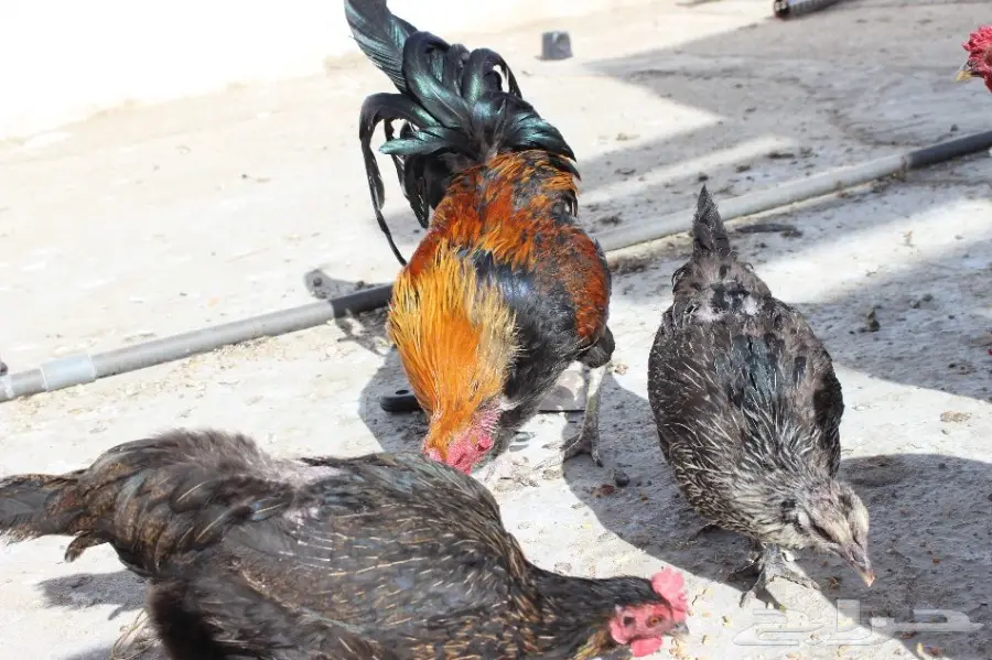 10 ديوك 4 دجاجات (image 20)