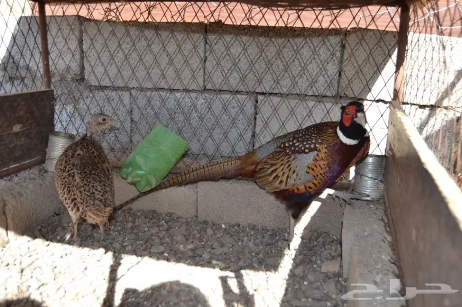 طيور فزن منتج  (image 2)