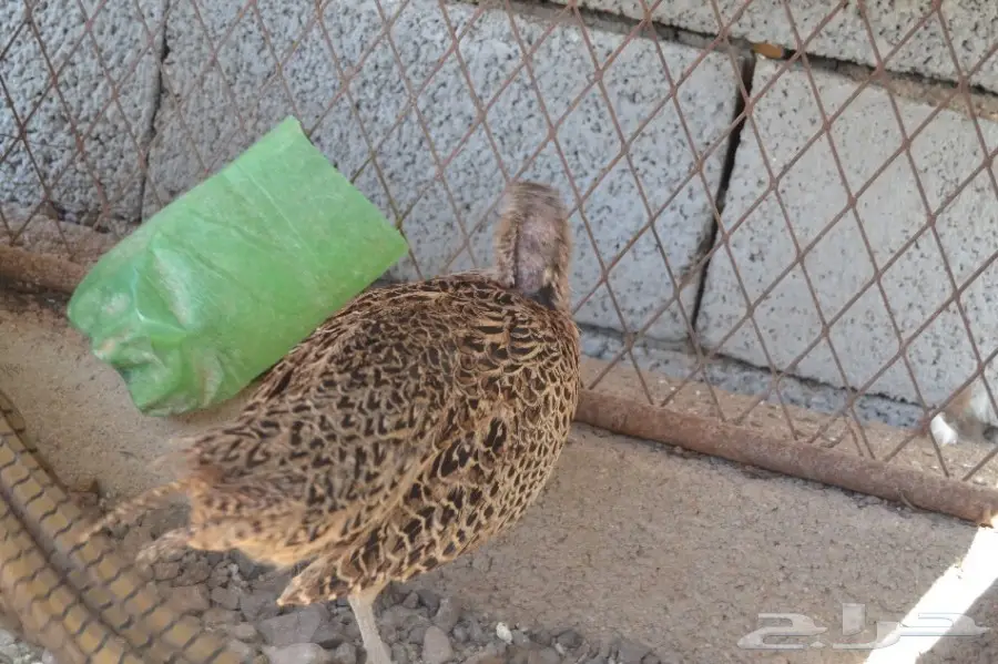 طيور فزن منتج  (image 4)