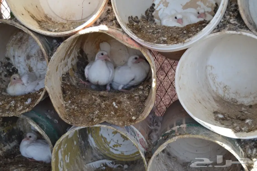 حمام فرنسي سوبر جامبو