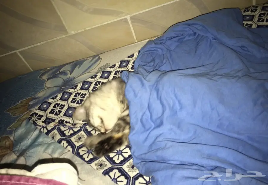 قطه جميله شيرازي  (image 1)