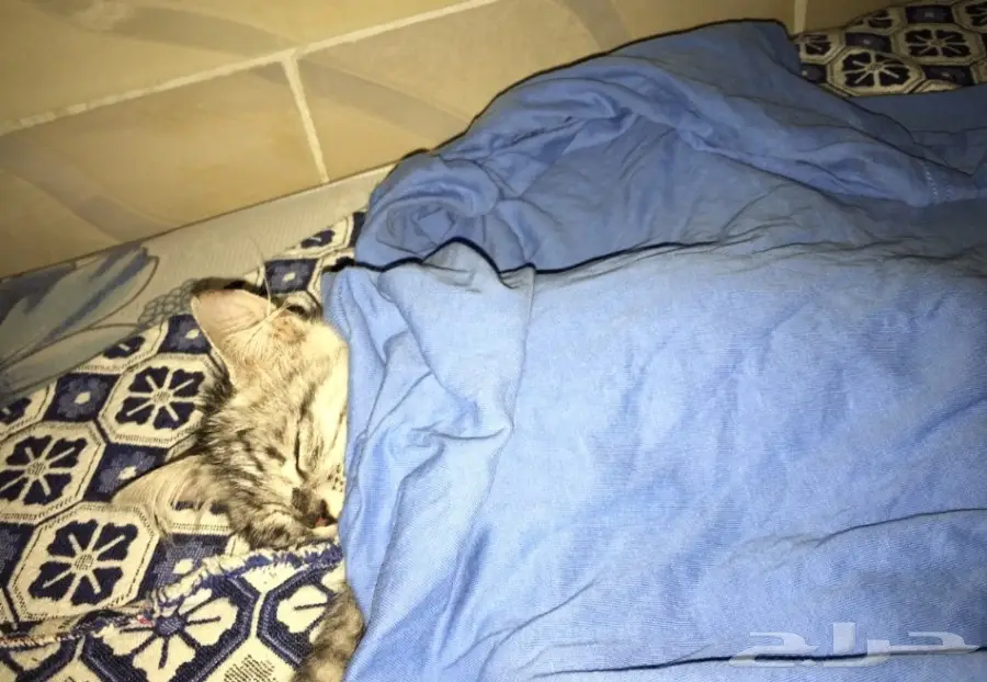 قطه شيرازي جميله للبيع  (image 2)