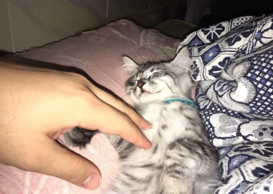 قطه شيرازي جميله للبيع 