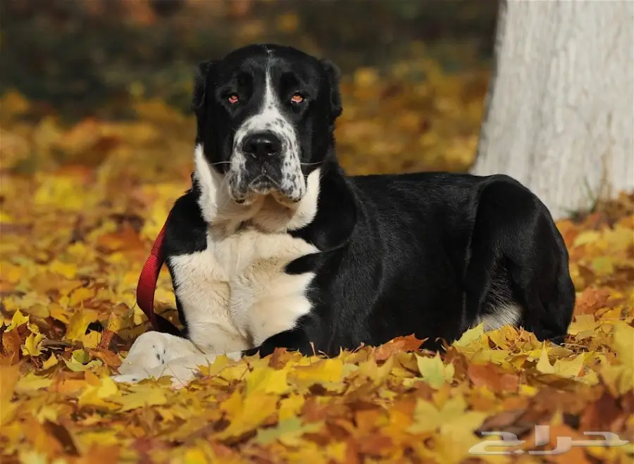 كلب الألباي (image 6)