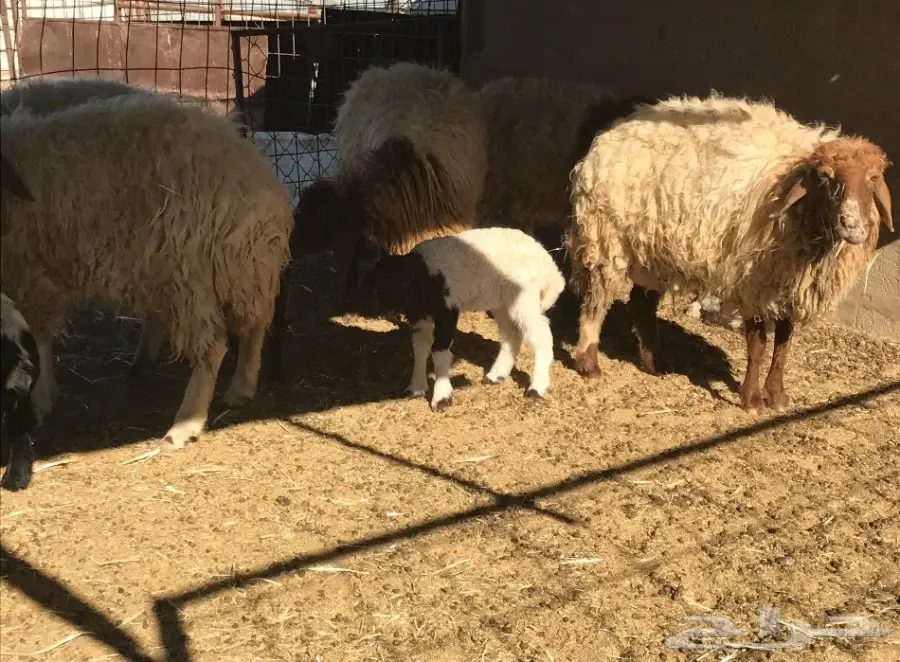 للبيع غنم نعيم ولد 8 تحتهن 8 (image 9)