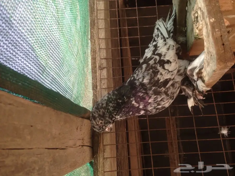 ذكر لونق فيس سبلاش حار تايقر منتج  (image 2)