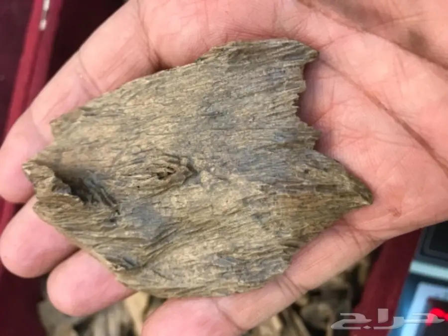 عود جميل بسعر جميل  (image 2)