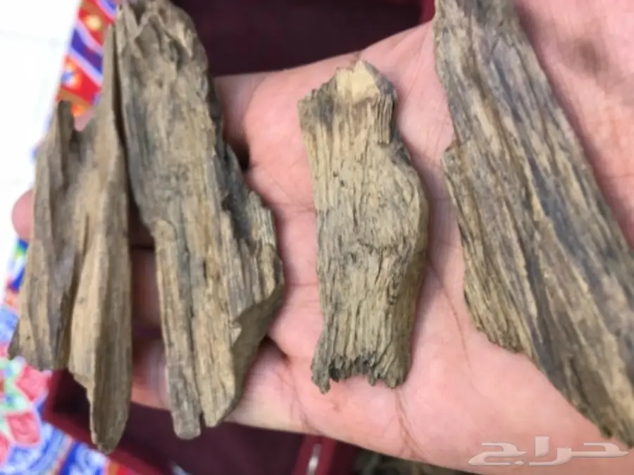 عود جميل بسعر جميل  (image 3)