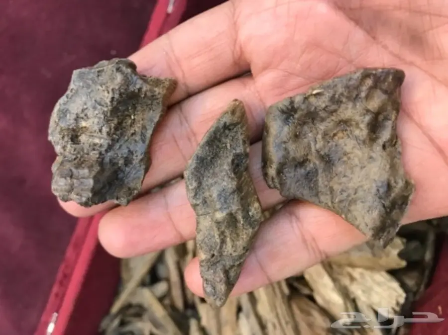 عود جميل بسعر جميل  (image 5)