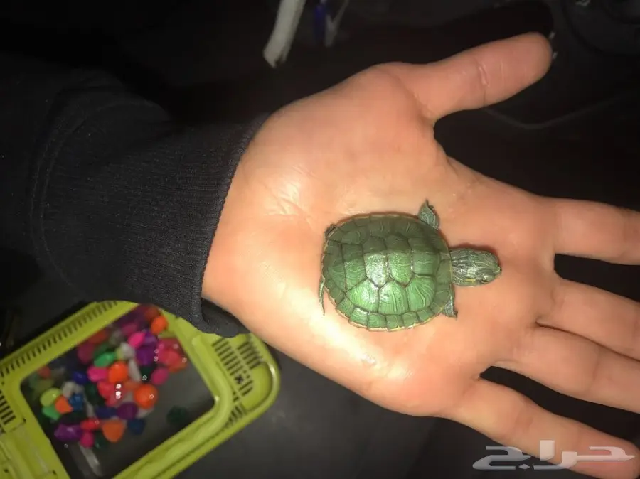سلحفاة 