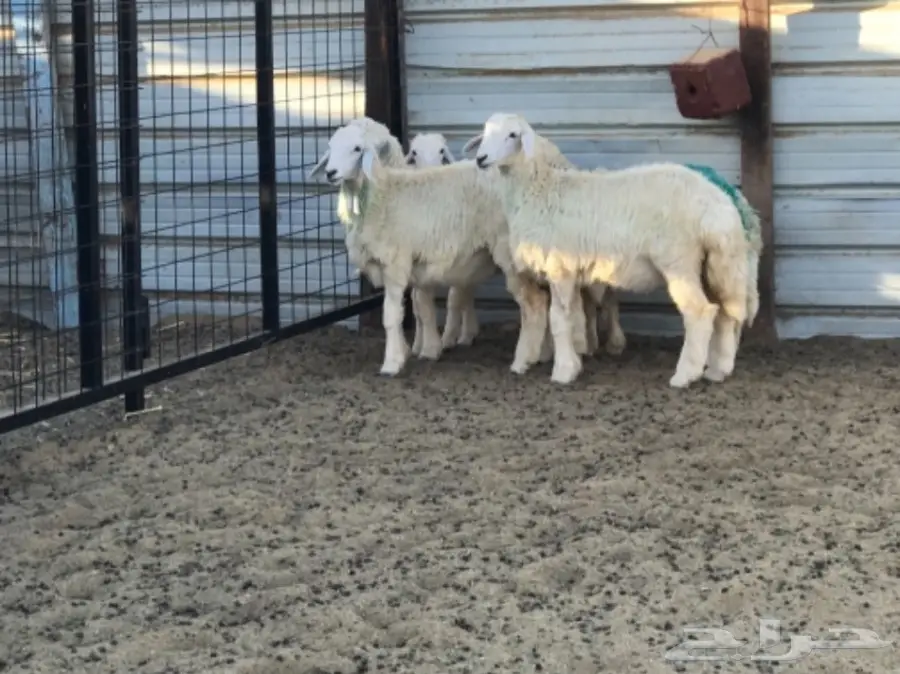 رخال من انتاج المراح شحم ولحم 