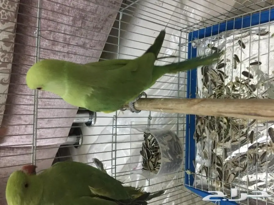 للبيع ببغاء دره 