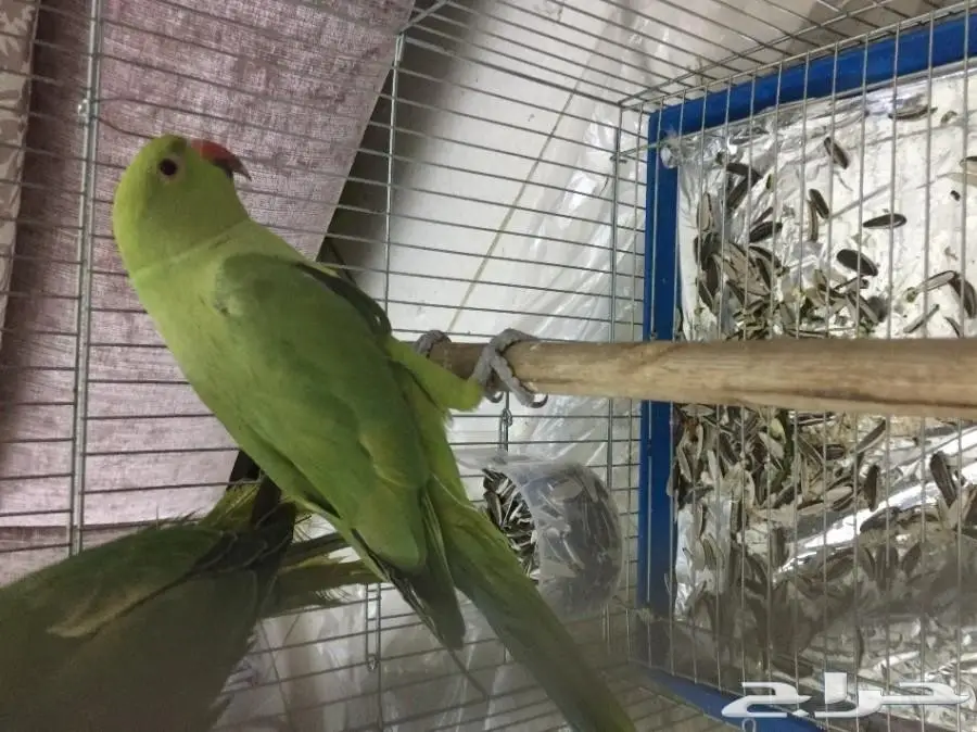 للبيع ببغاء دره  (image 1)