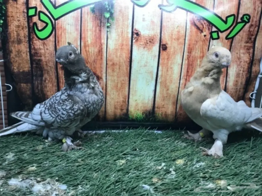 طبة فراشة ارجنت مستوى قويه 