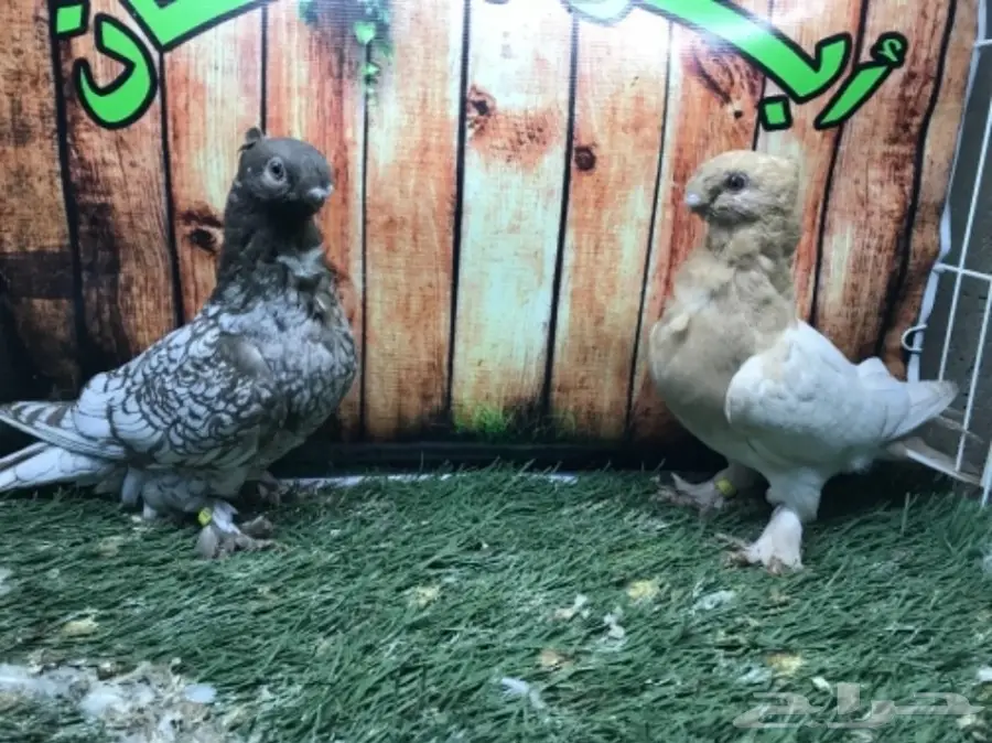 طبة فراشة ارجنت مستوى قويه  (image 1)